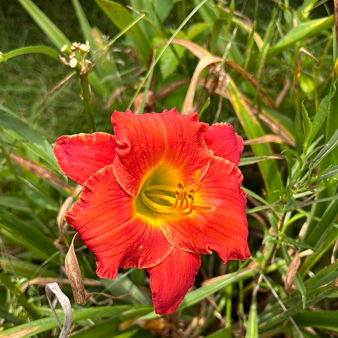 Slow burn, perennial Daylily