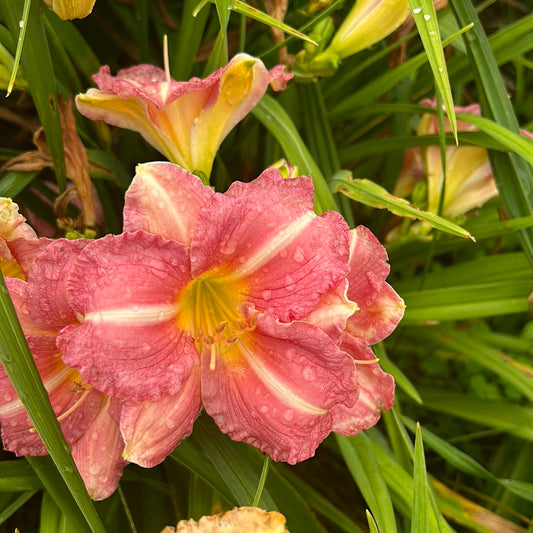 Very faithful, perennial Daylily