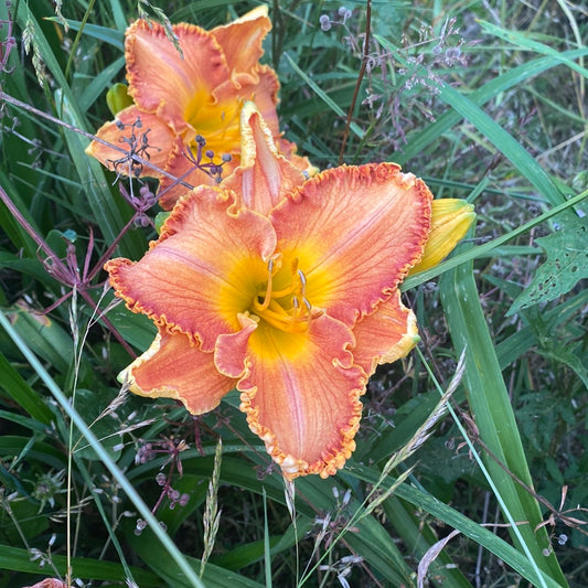 Jack-o’-lantern candy, perennial Daylily