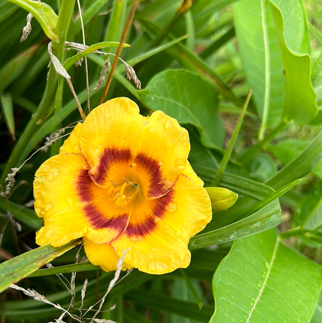 Brookwood eyeliner, perennial Daylily