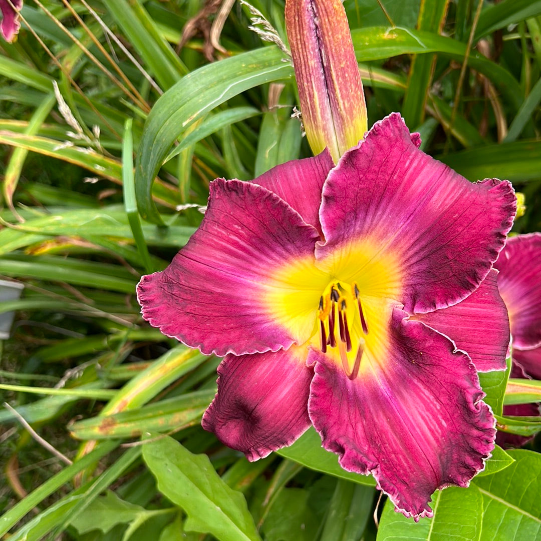 Shaka Zulu, perennial Daylily