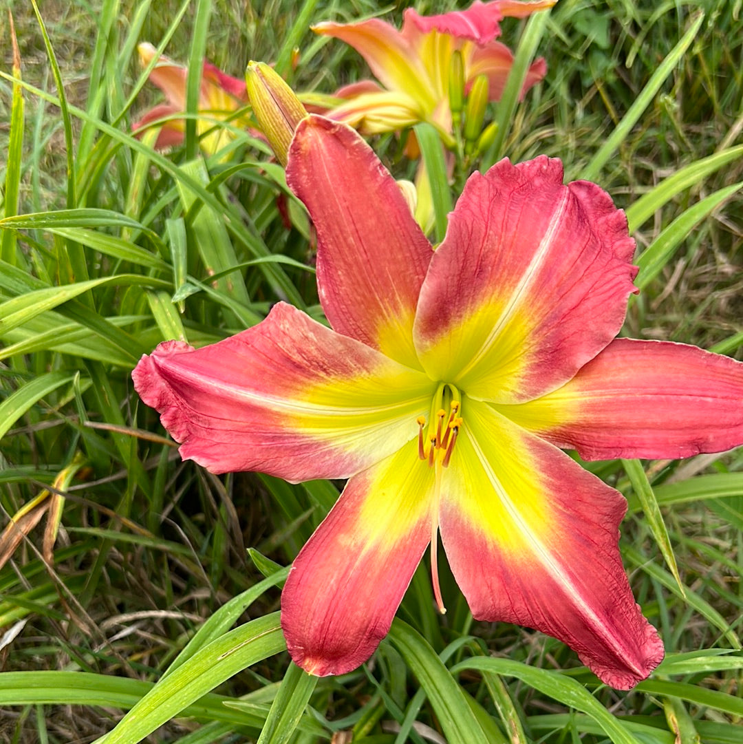 Forsyth flying dragon, perennial Daylily