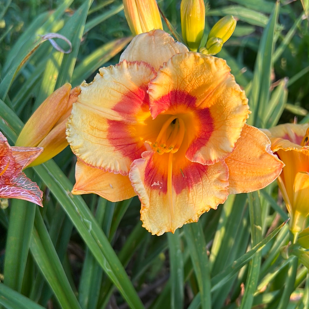 Tigerling perennial Daylily