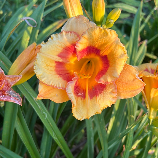 Tigerling perennial Daylily