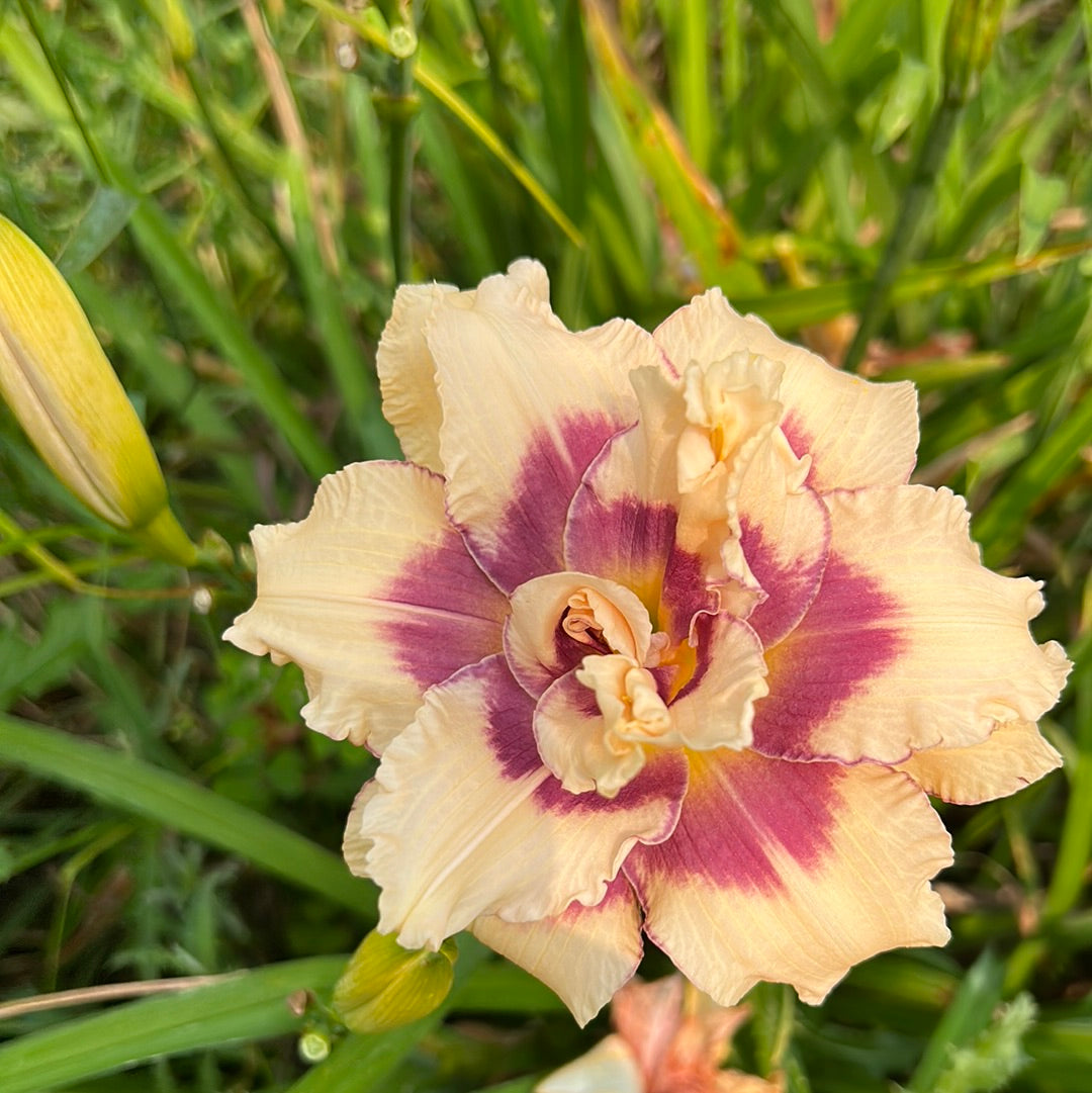 Twice as Nice Daylily Perennial Plant