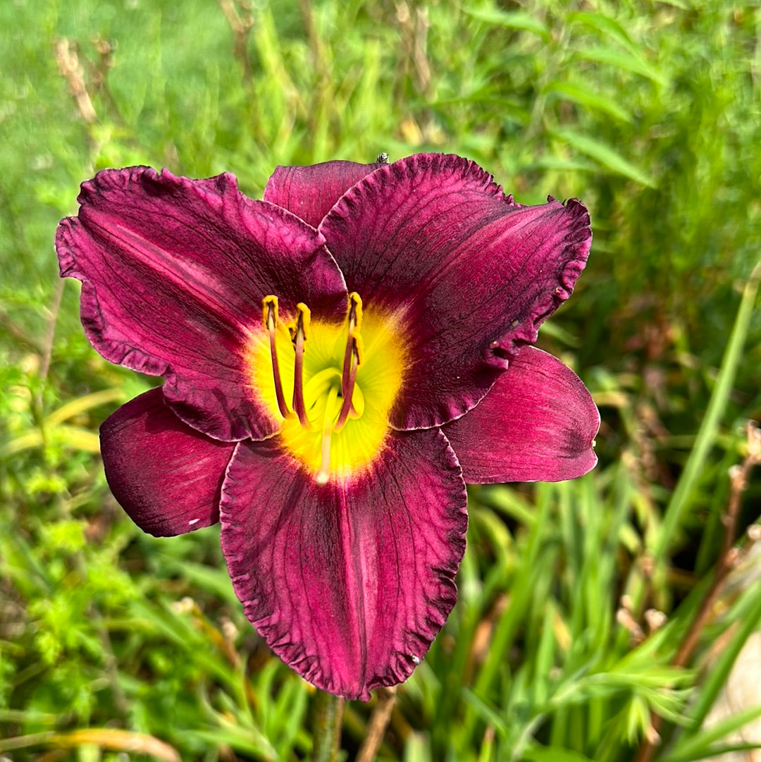 Troubled sleep, perennial Daylily