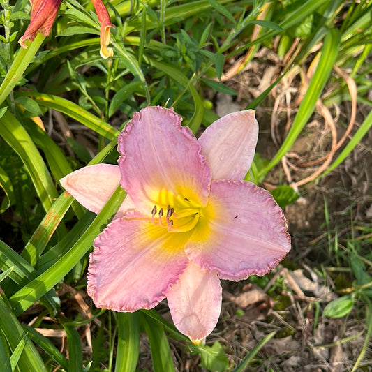 Cheerful frolic, perennial Daylily