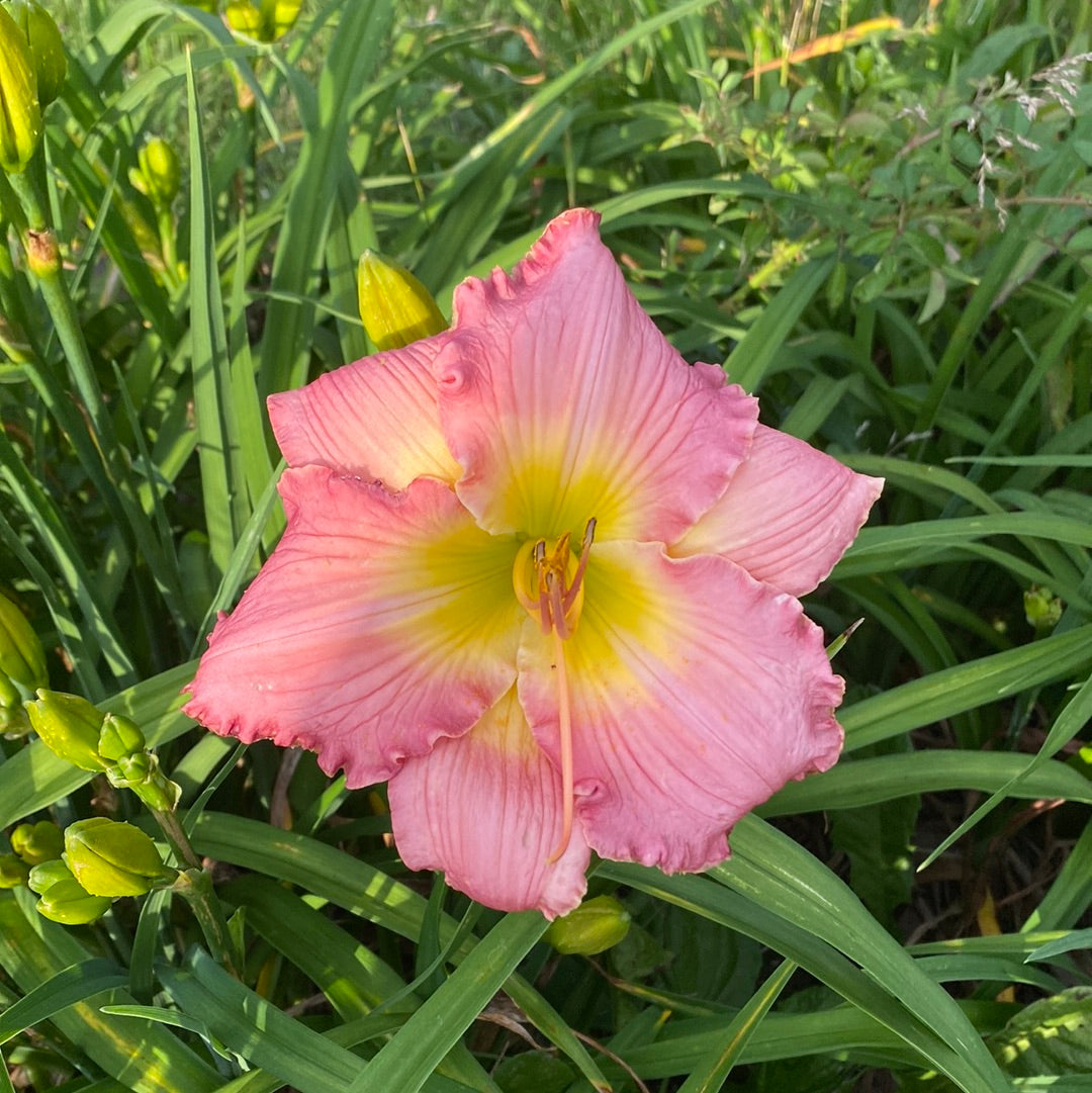 Big Sur, perennial Daylily