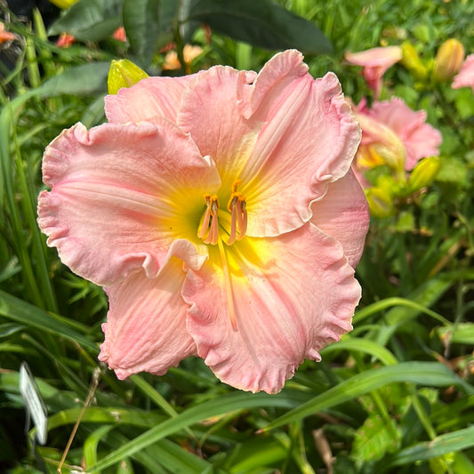 Magnetic personality, perennial Daylily