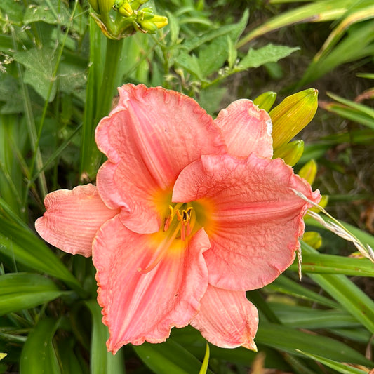 Flirtation infatuation, perennial Daylily