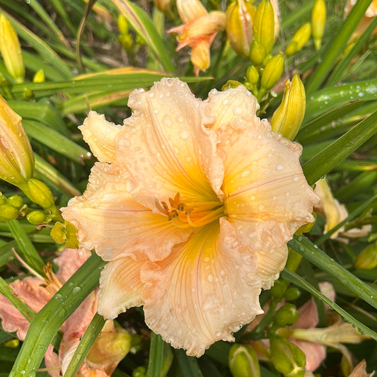 Fairytale pink, perennial Daylily