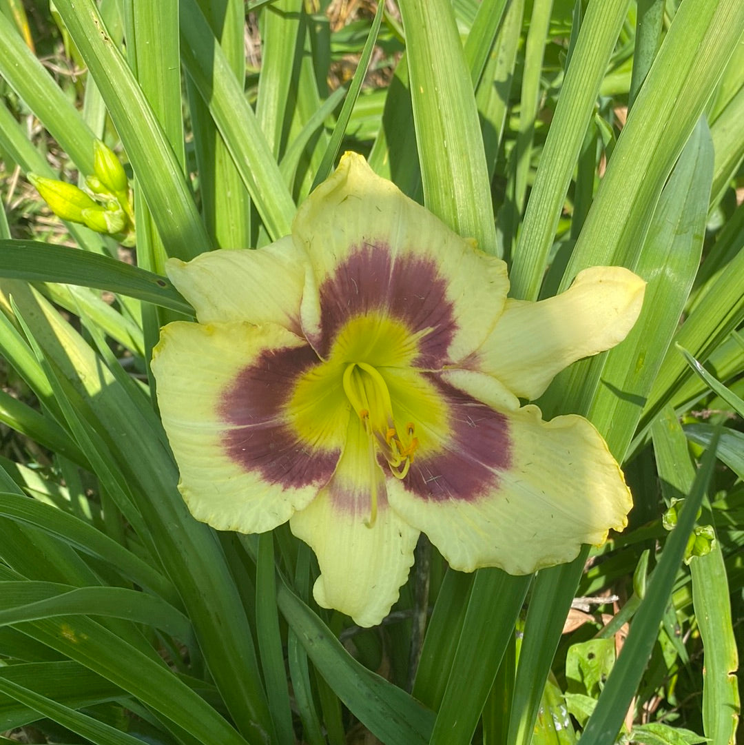 Claws of moonlight, perennial Daylily