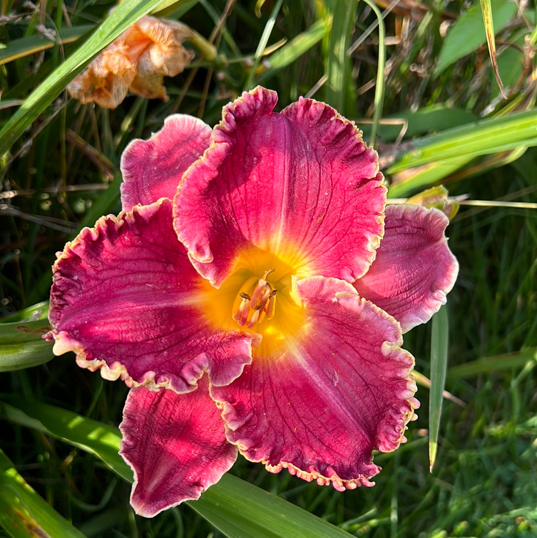 Seize the night, perennial Daylily