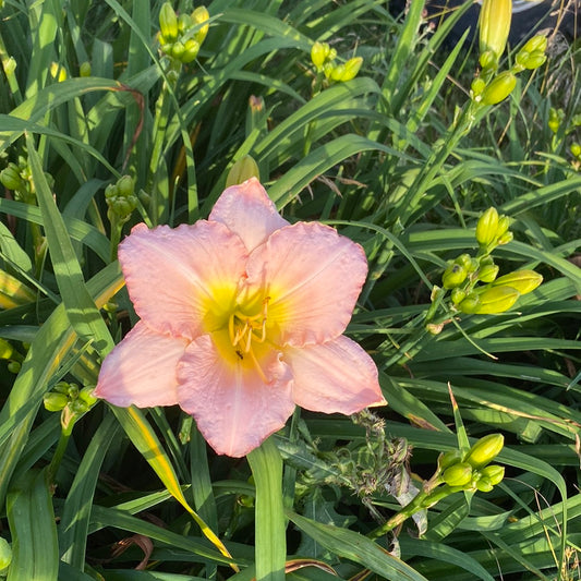 San Ignacio, perennial Daylily