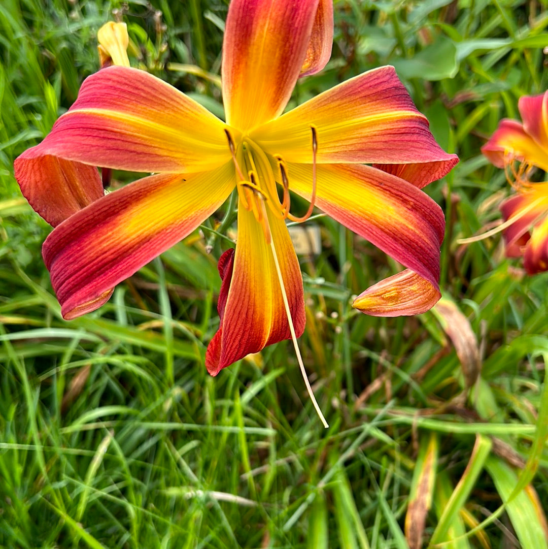 Droopy drawers, perennial Daylily