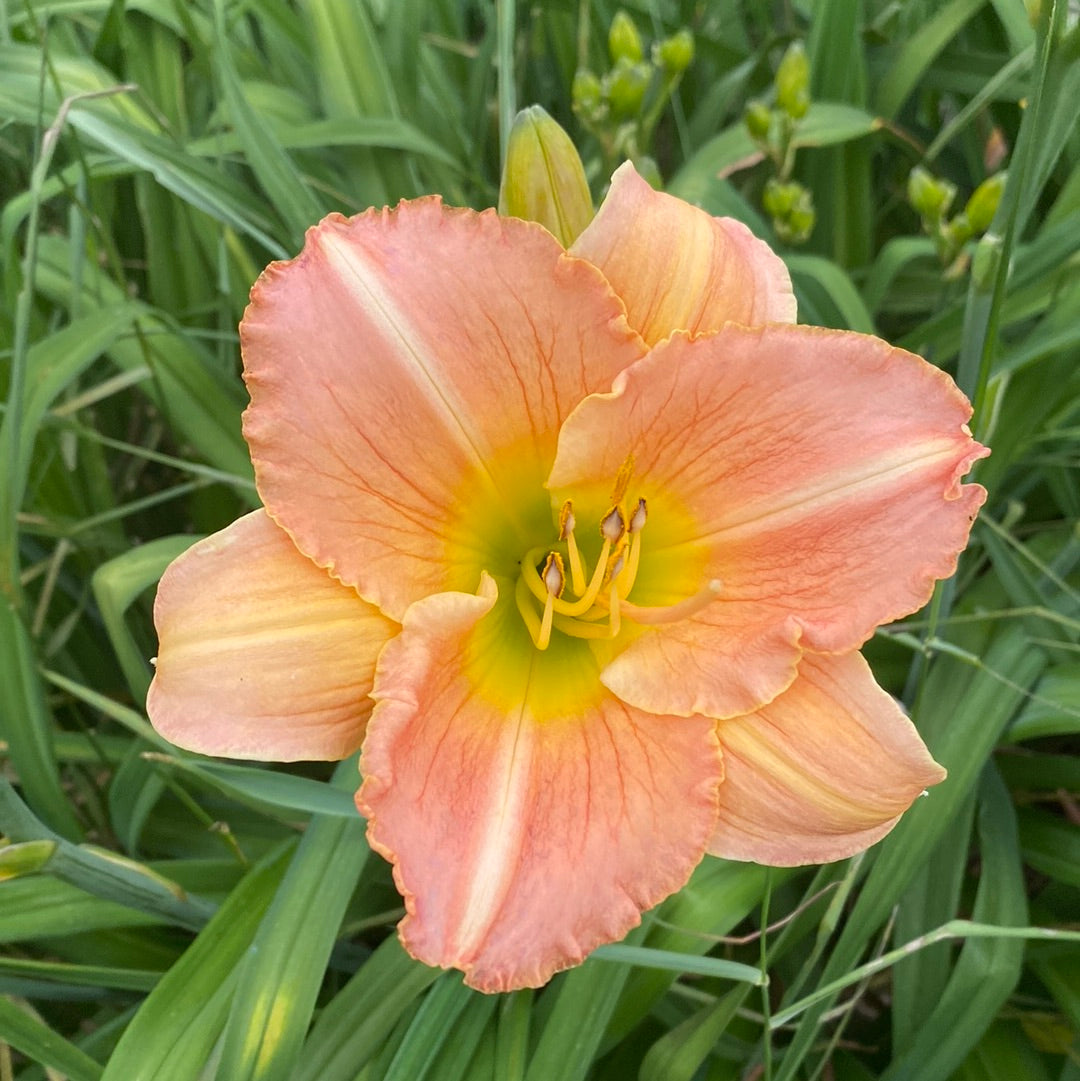 Heavenly Harmony Daylily Perennial Plant