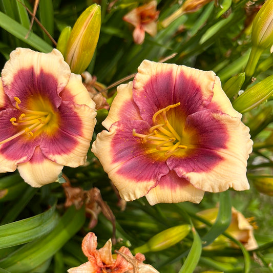 Lollipop kid, perennial Daylily