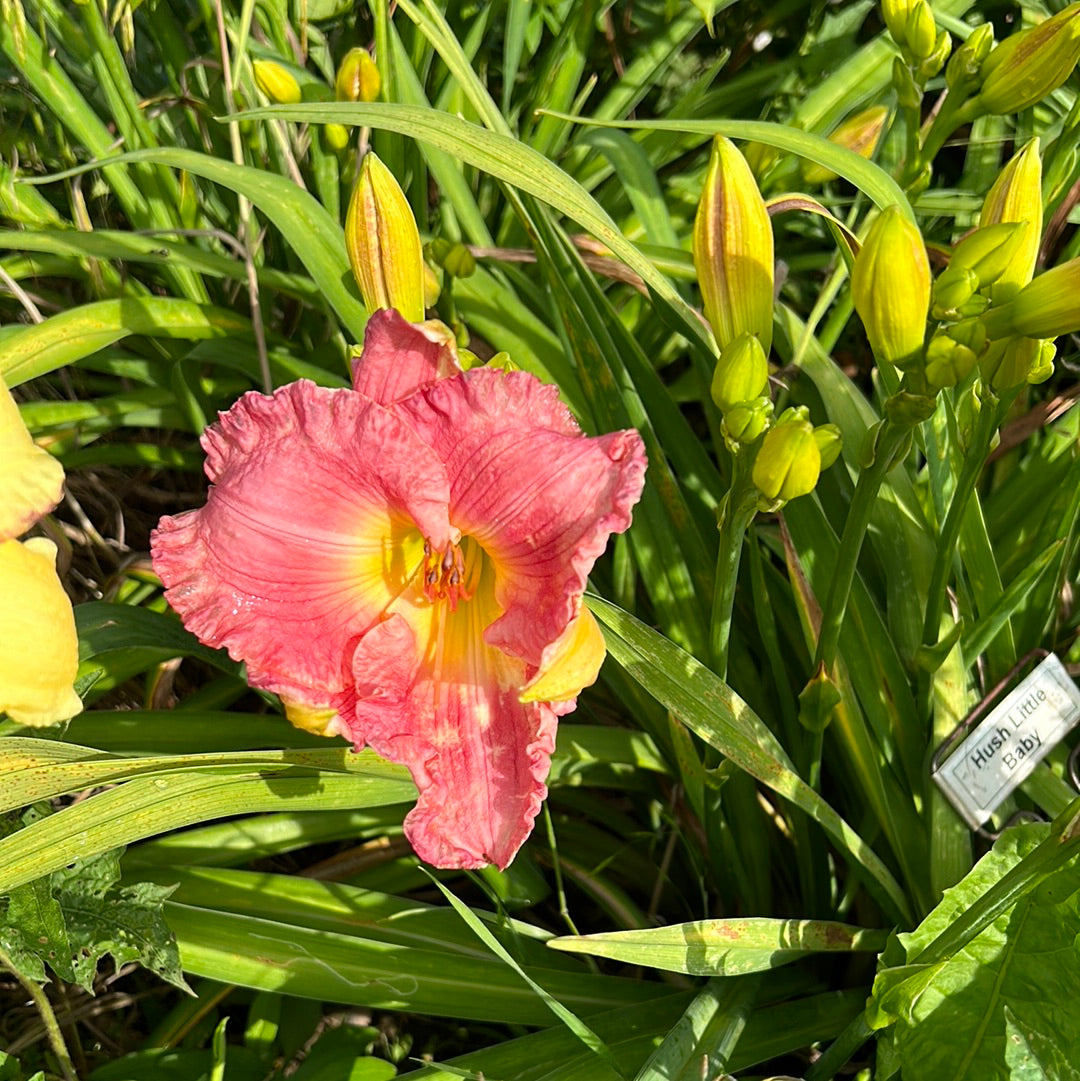 Hush Little baby, perennial Daylily