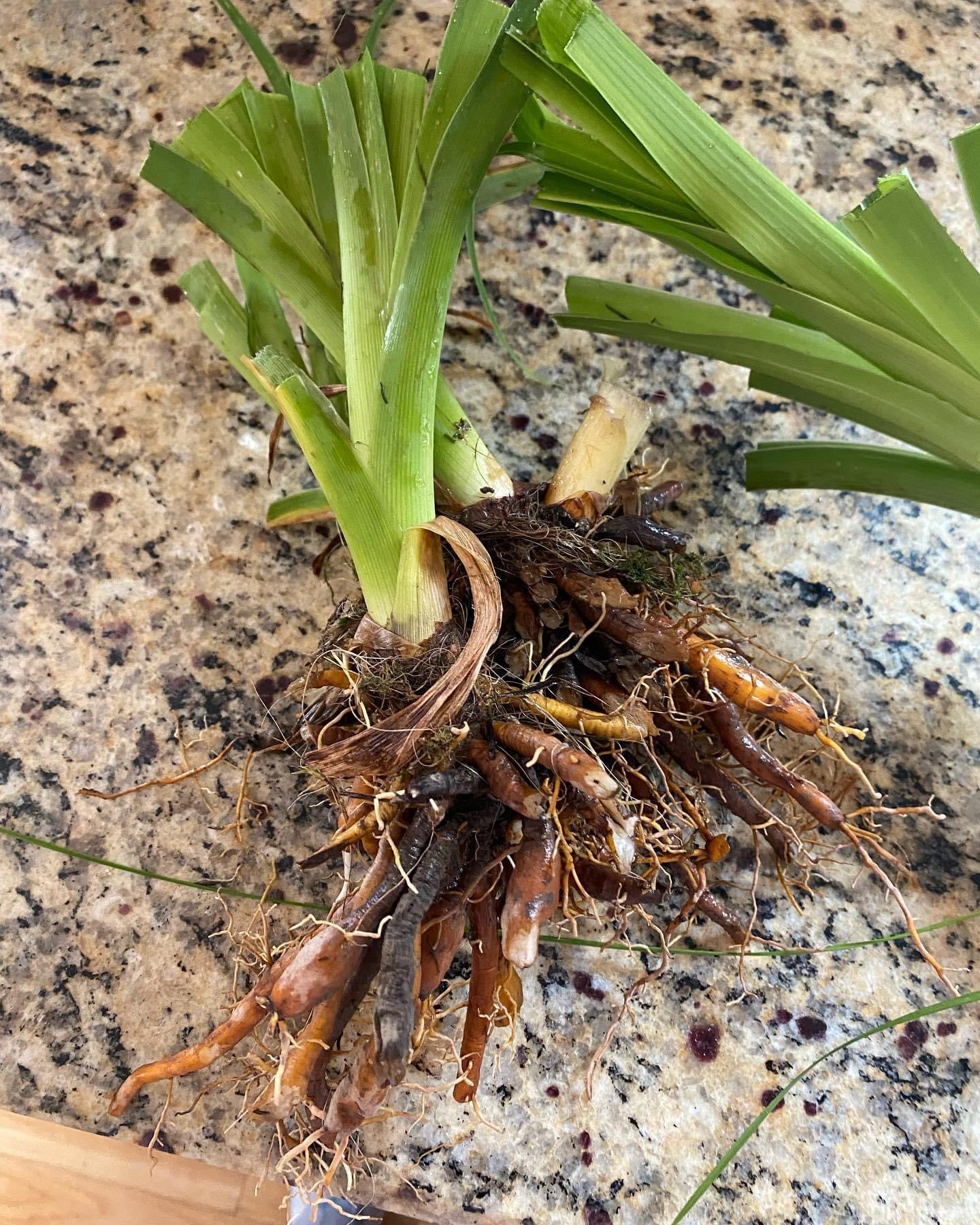 Itsy-bitsy spider perennial Daylily