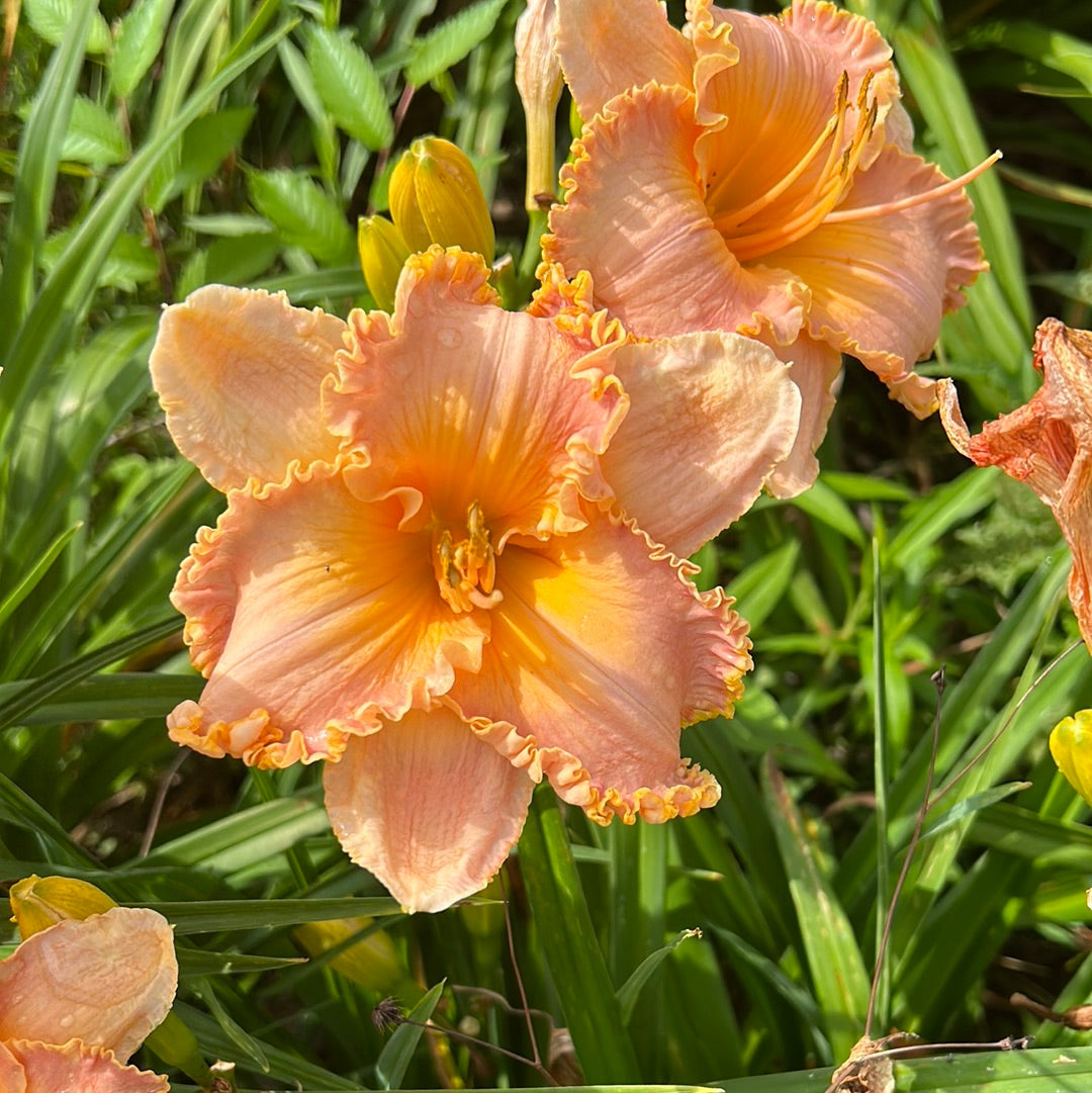 Spacecoast starburst, perennial Daylily