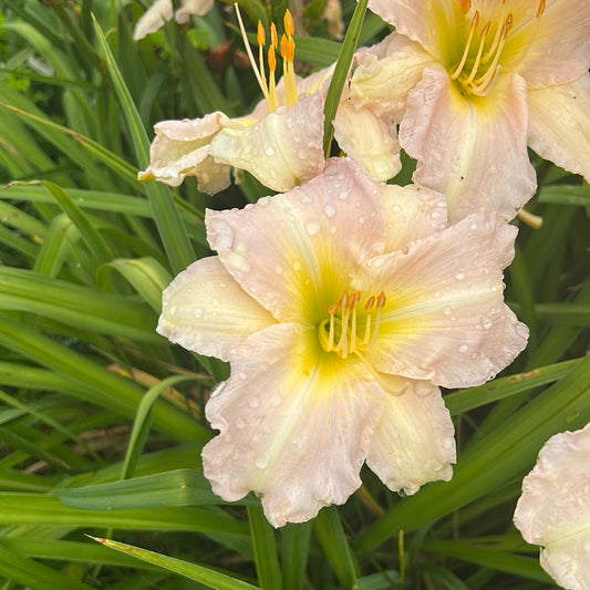 Abiding goddess, perennial Daylily