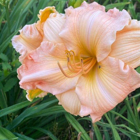 Coral Corduroy, perennial Daylily