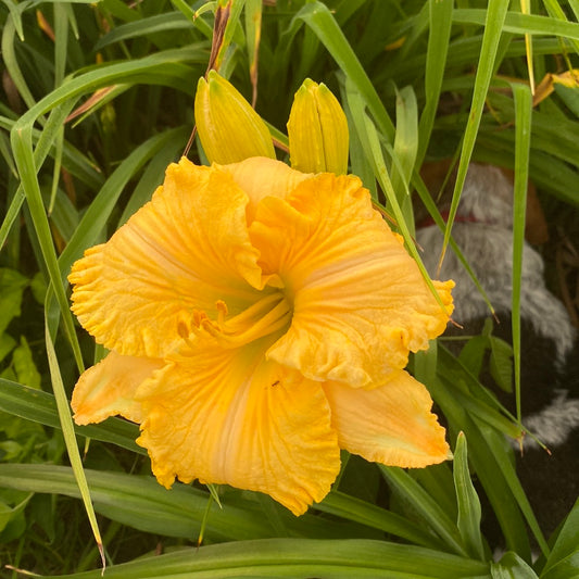 America’s most wanted, perennial Daylily