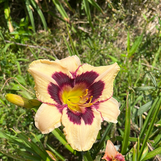 Moonlit masquerade, perennial Daylily