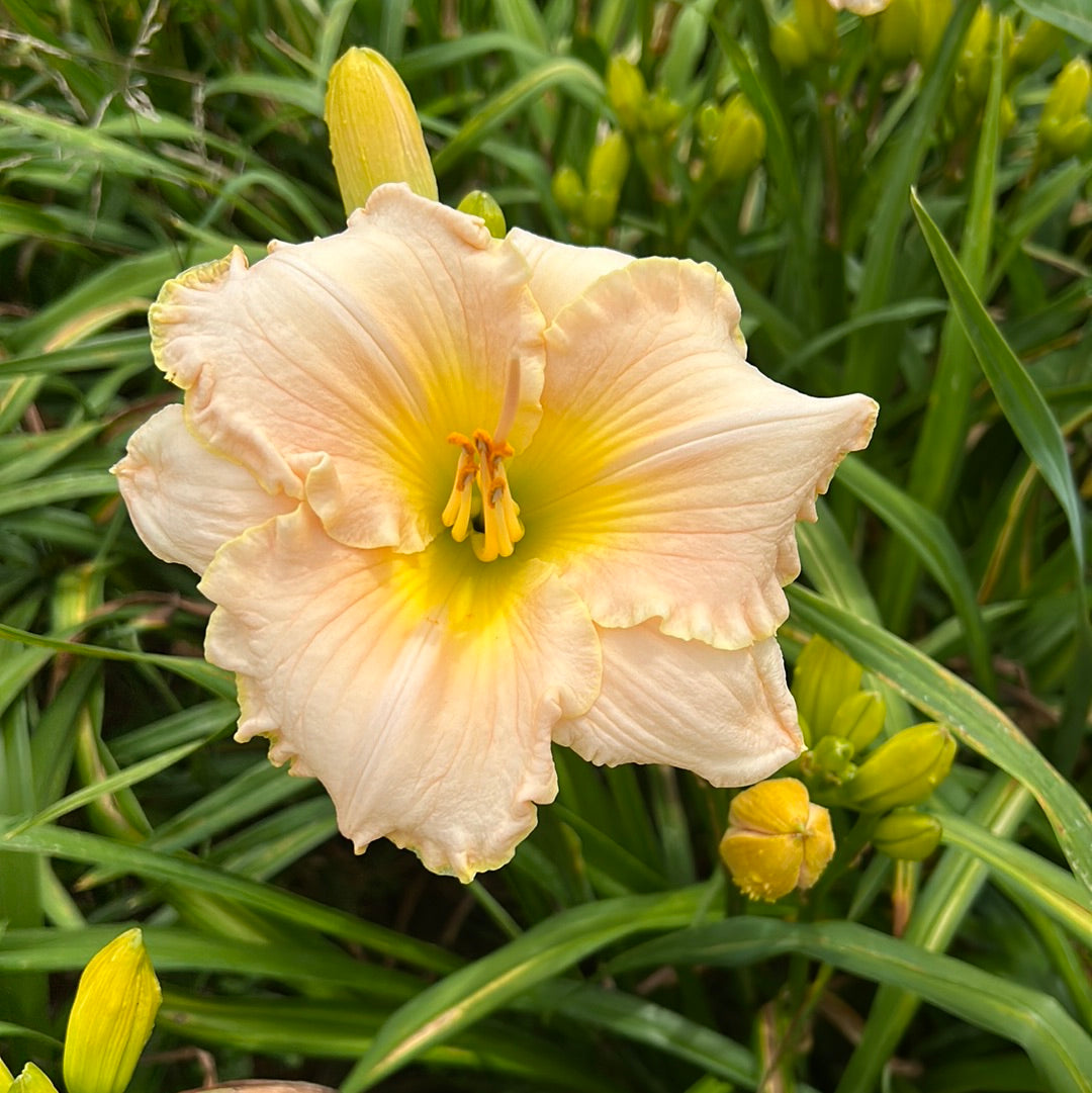 Taos, perennial Daylily