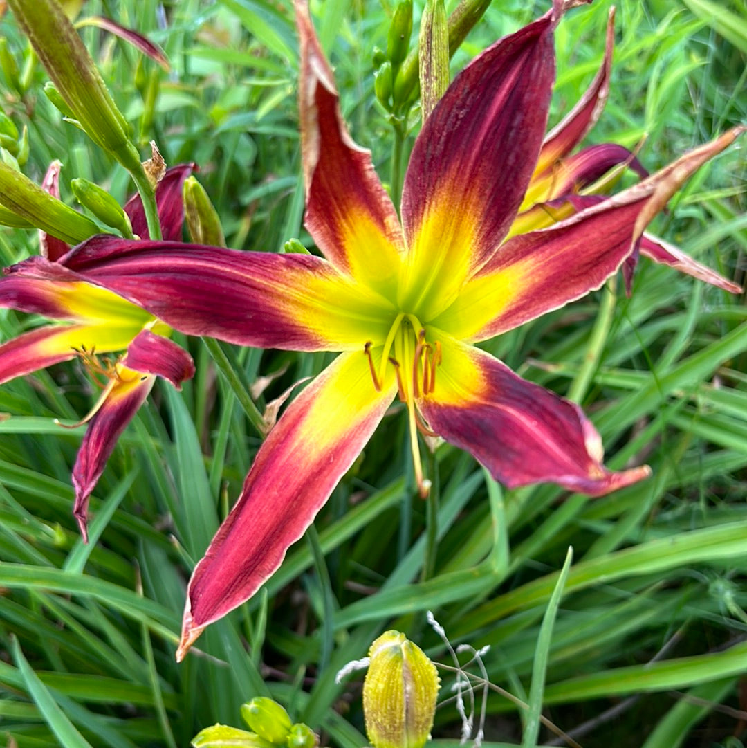 Red Scorpion, perennial Daylily