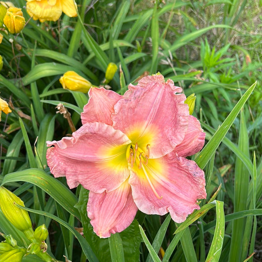 Mary Frances Ragain, perennial Daylily