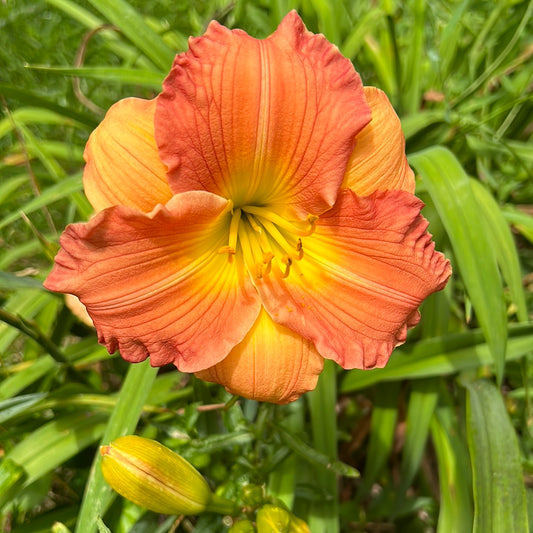 Princess Ariel, Daylily