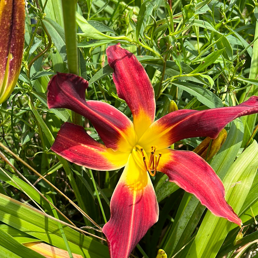 Websters thunderbolt, perennial Daylily