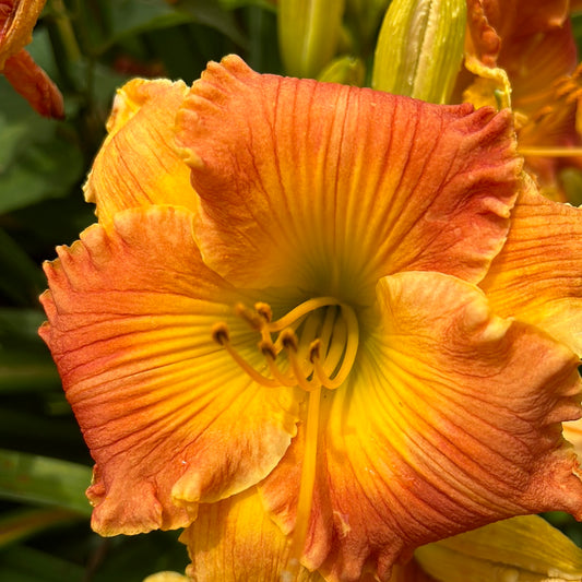 Put in Bay, perennial Daylily