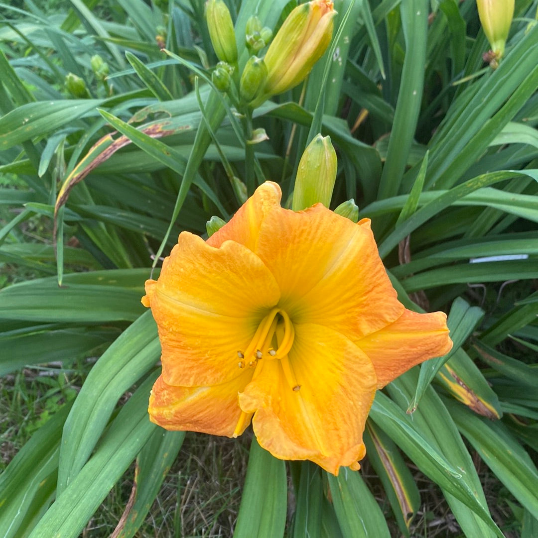 Carrot, perennial Daylily