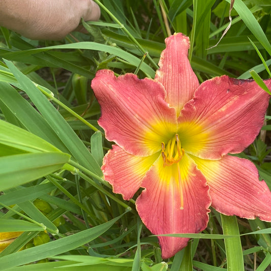 Rose masterpiece, perennial Daylily