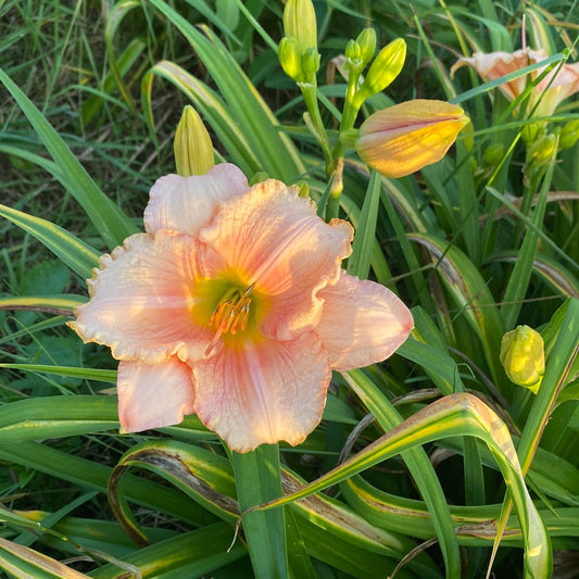 Soft summer night, perennial Daylily