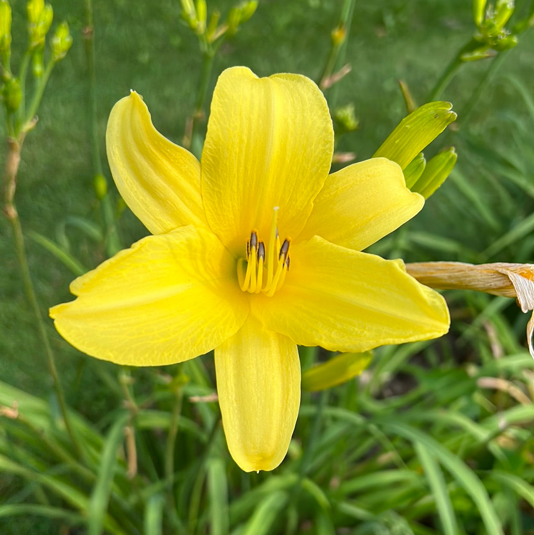 Notify ground crew, perennial Daylily