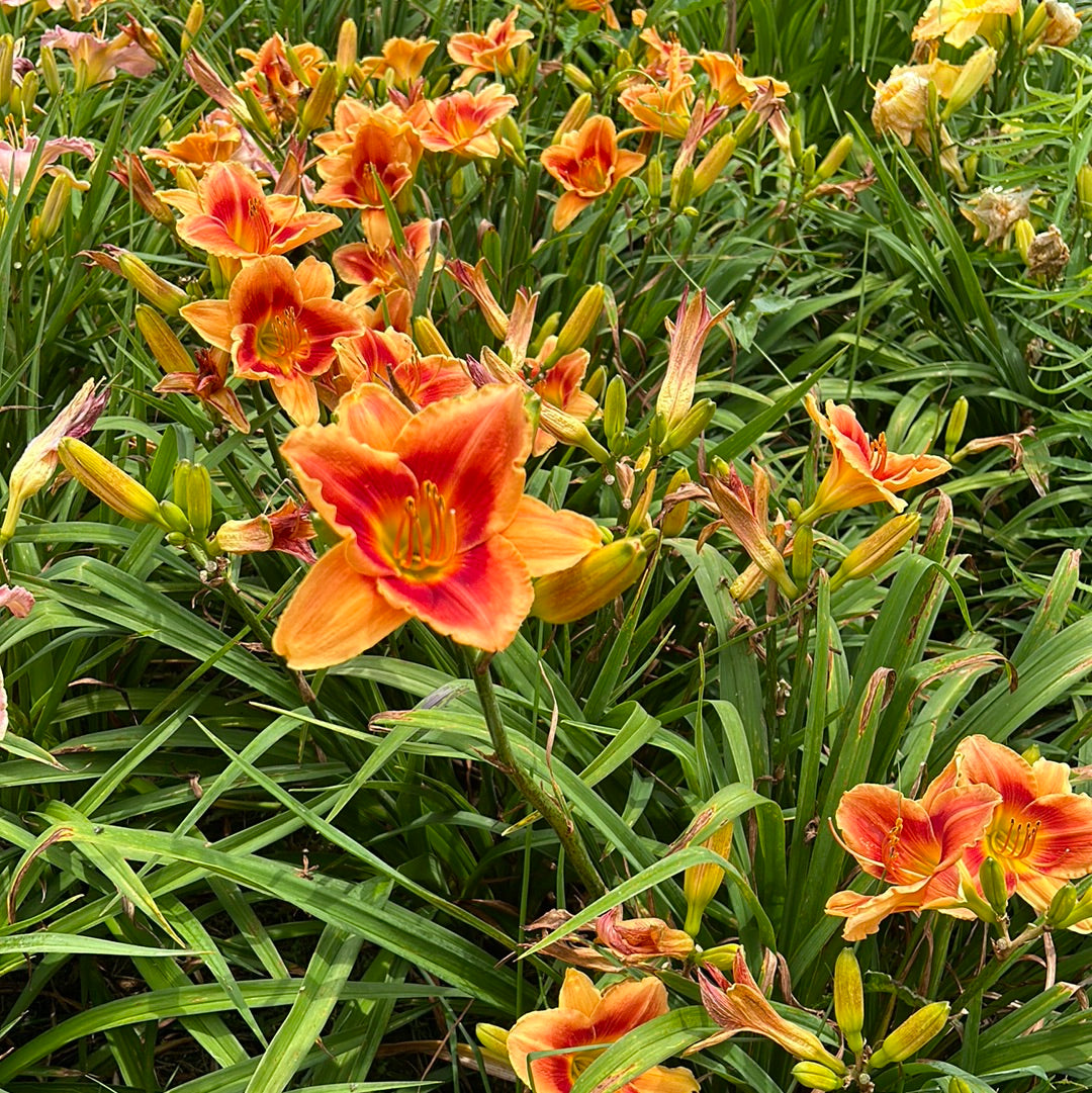 Avante Garde, perennial Daylily