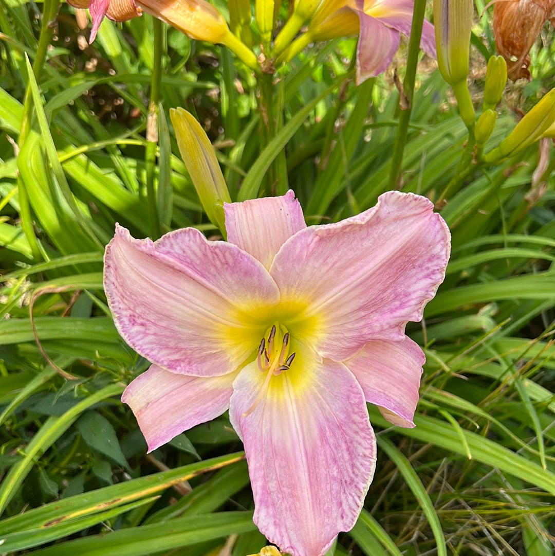 Pewter Lake, perennial Daylily