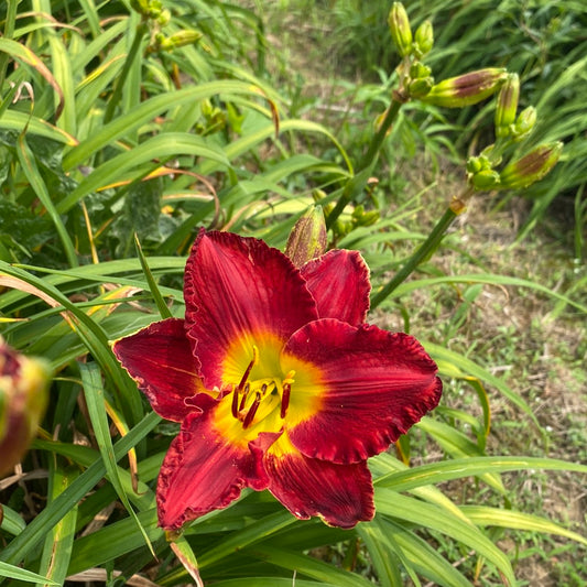 Hearts of Fire, perennial Daylily