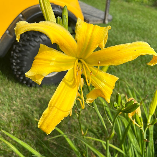 Lois Burns, perennial Daylily