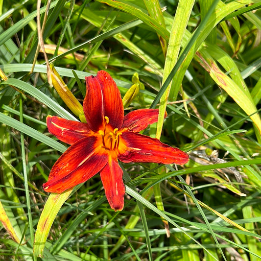 Little Pat, perennial Daylily