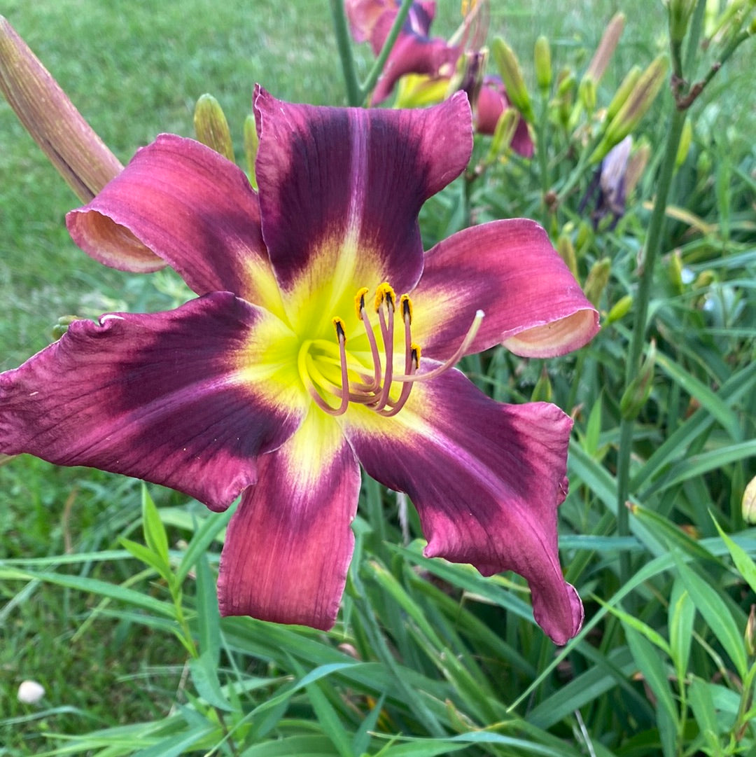 Delta Force Perennial Daylily Plant