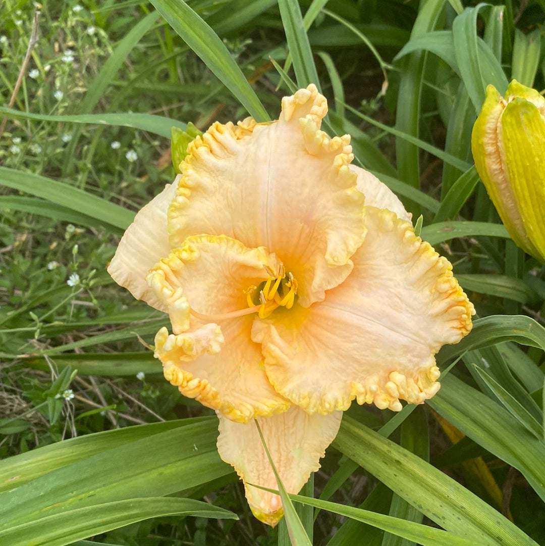 First Twilight Daylily Perennial Plant