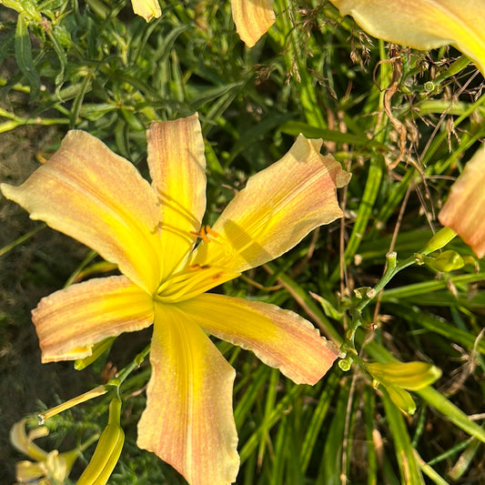 Alabama sweet tea, perennial Daylily