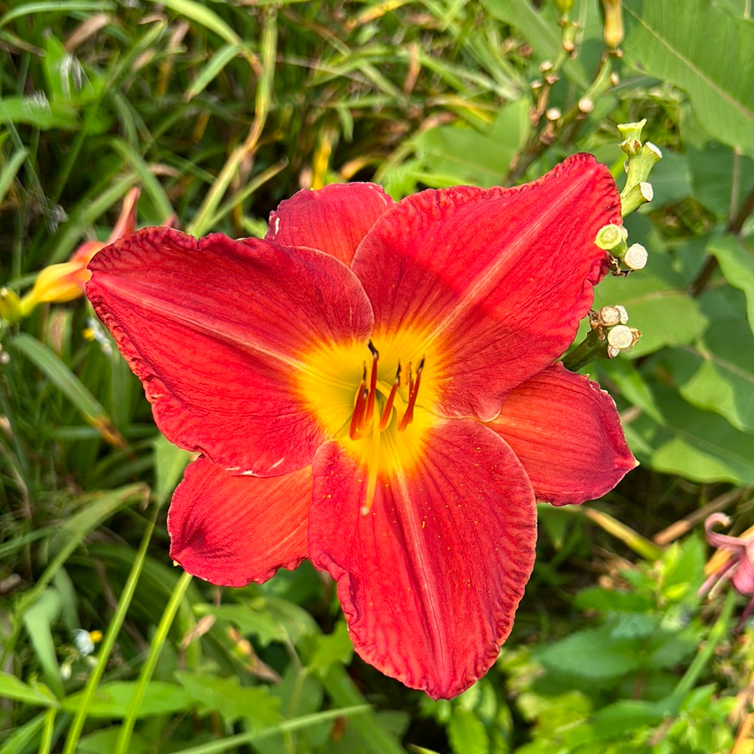 Red hawk, perennial Daylily