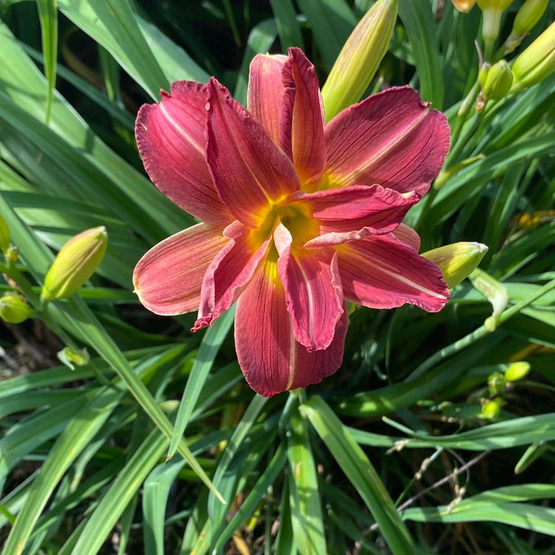 Red velvet cupcake, perennial Daylily