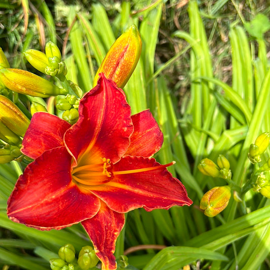 Caught red-handed, perennial Daylily