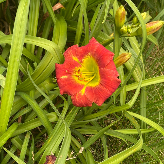 Camera ready, perennial Daylily